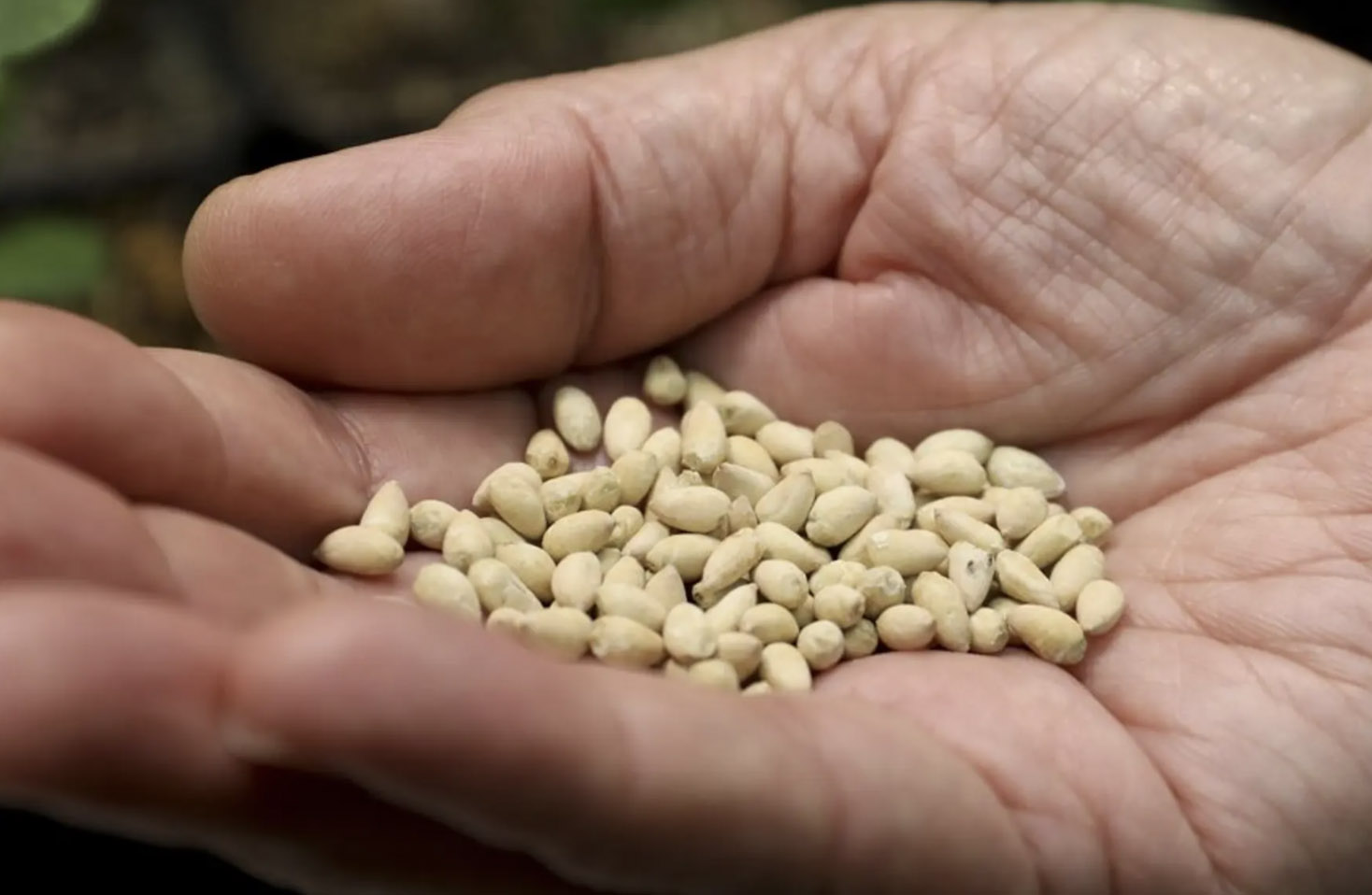 В Україні є два сорти насіння бавовнику, виведені Інститутом зрошуваного землеробства НААН